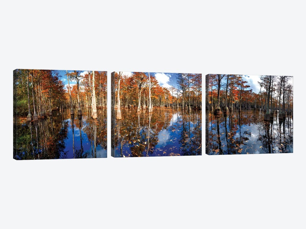 Cypress Swamp Panorama In George L. Smith State Park, Georgia by OLena Art 3-piece Canvas Wall Art