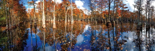 Cypress Swamp Panorama In George L. Smith State Park, Georgia