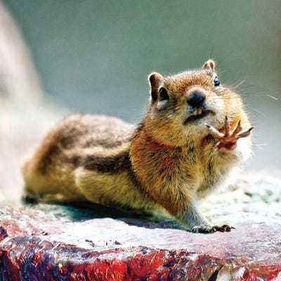 Talk To The Hand - Chipmunk Art by OLena Art metal wall art