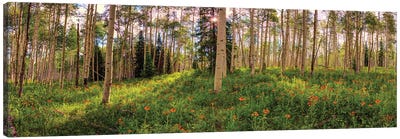 Crested Butte Colorado Spring Aspens Canvas Art Print - Aspen Tree Art