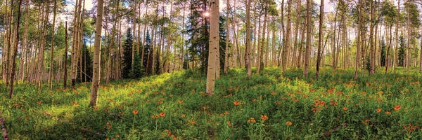 Colorado Springs: Crested Butte Colorado Spring Aspens by OLena Art