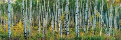 Breezy Changing Aspen Grove by OLena Art canvas print