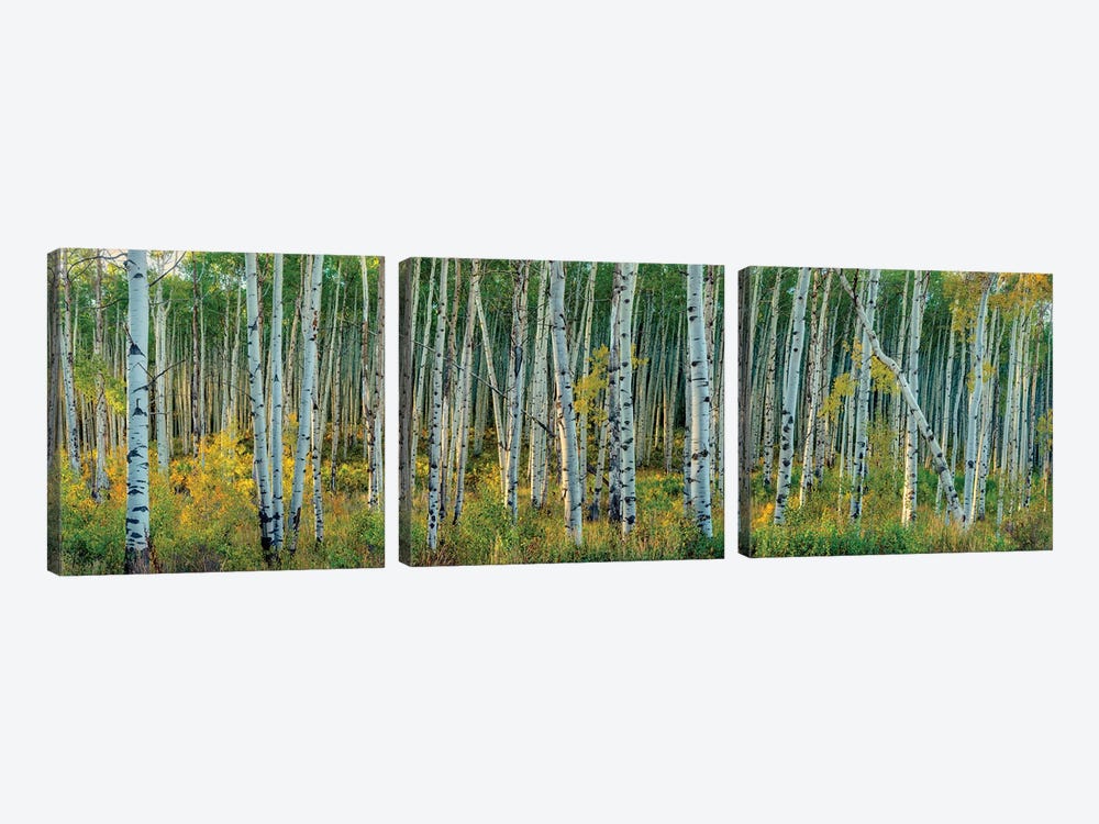 Breezy Changing Aspen Grove by OLena Art 3-piece Canvas Print