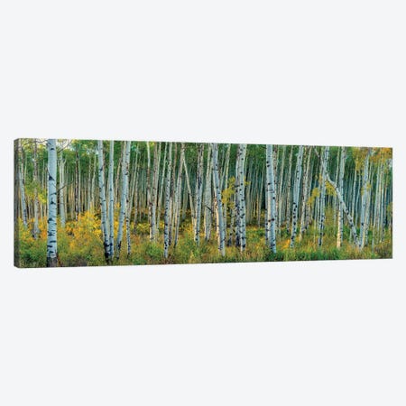 Breezy Changing Aspen Grove Canvas Print #OLE245} by OLena Art Canvas Art