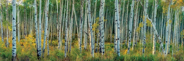 OLena Art: Breezy Changing Aspen Grove by OLena Art