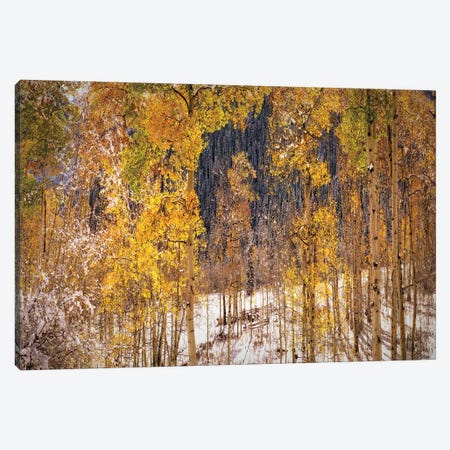 Autumn Trees In Snow Aspen Colorado Canvas Print #OLE259} by OLena Art Canvas Art