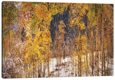 Autumn Trees In Snow Aspen Colorado Canvas Art Print