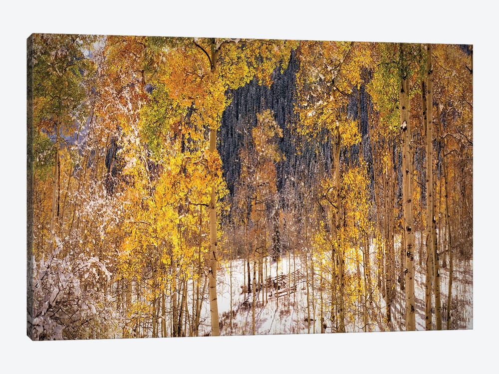 Autumn Trees In Snow Aspen Colorado by OLena Art 1-piece Canvas Artwork