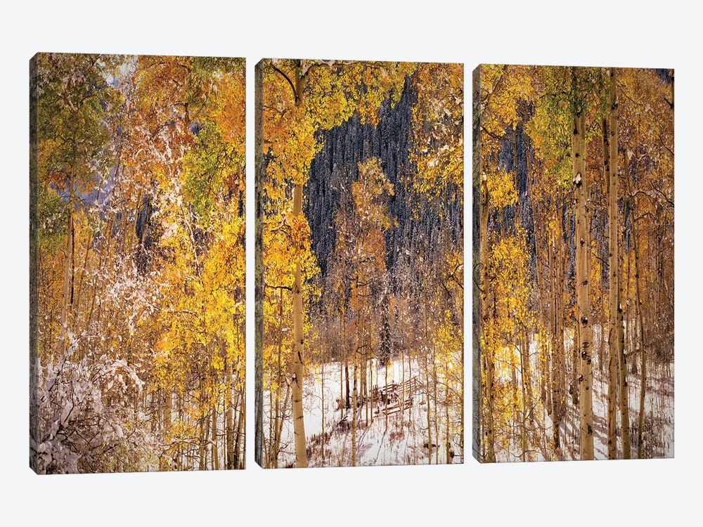 Autumn Trees In Snow Aspen Colorado by OLena Art 3-piece Canvas Artwork