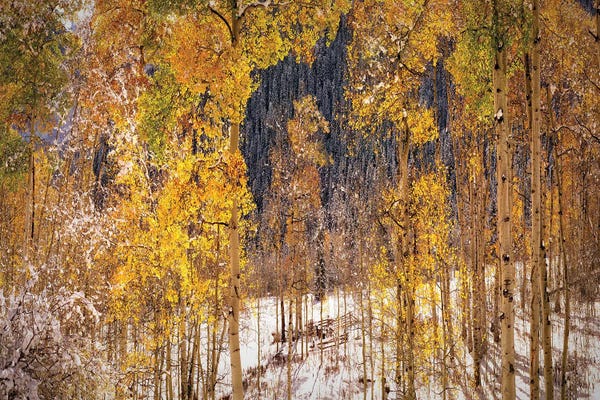 Aspen: Autumn Trees In Snow Aspen Colorado by OLena Art