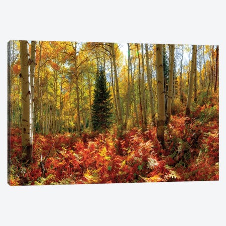 Crested Butte Autumn Aspen Trees Red Ferns Canvas Print #OLE260} by OLena Art Canvas Art Print