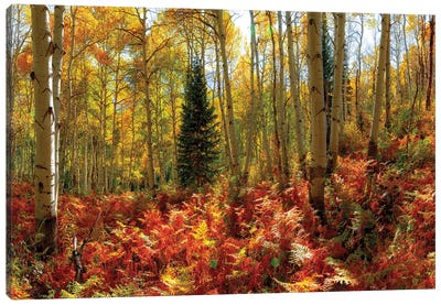 Crested Butte Autumn Aspen Trees Red Ferns Canvas Art Print - OLena art
