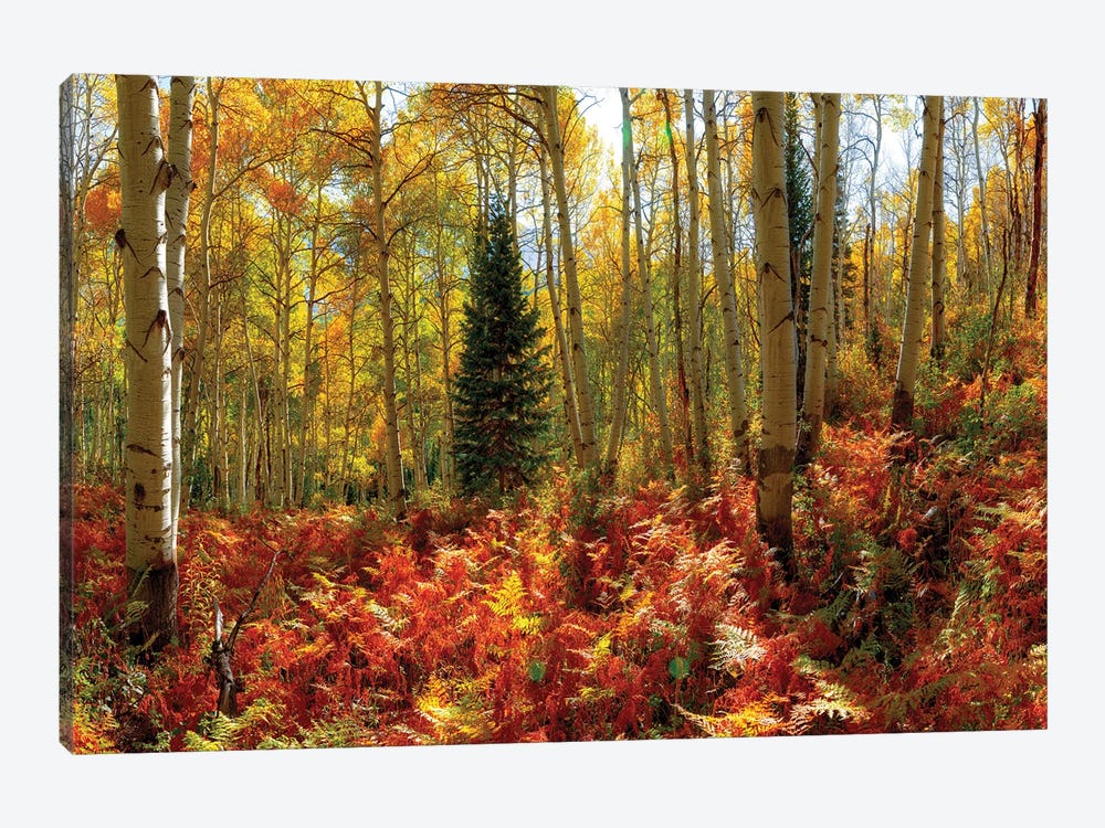 Crested Butte Autumn Aspen Trees Red Ferns by OLena Art 1-piece Canvas Wall Art