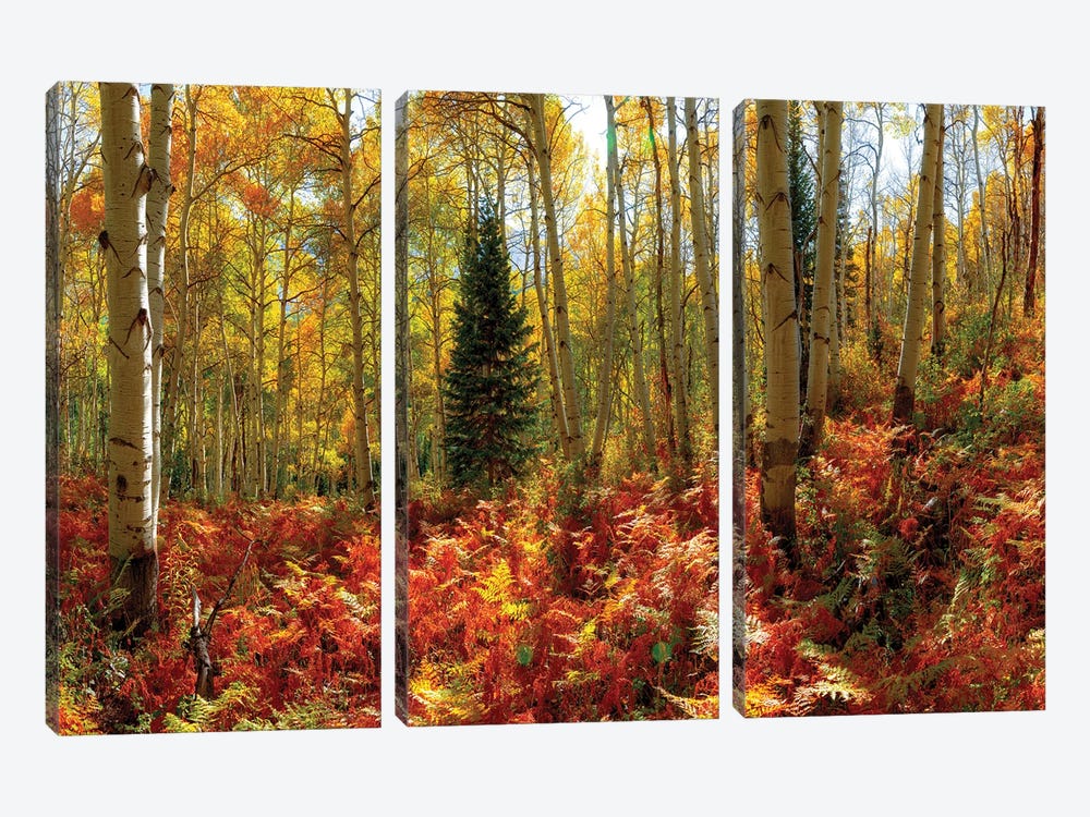Crested Butte Autumn Aspen Trees Red Ferns by OLena Art 3-piece Canvas Wall Art