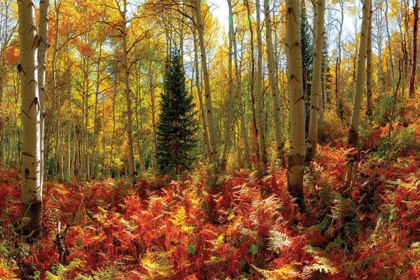 Ferns: Crested Butte Autumn Aspen Trees Red Ferns by OLena Art