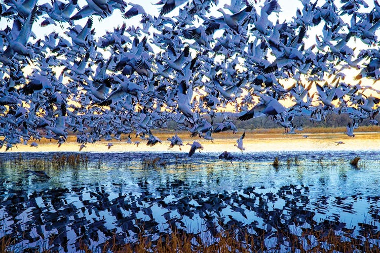 Snow Geese Bosque Del Apache National Wildlife Refuge NM