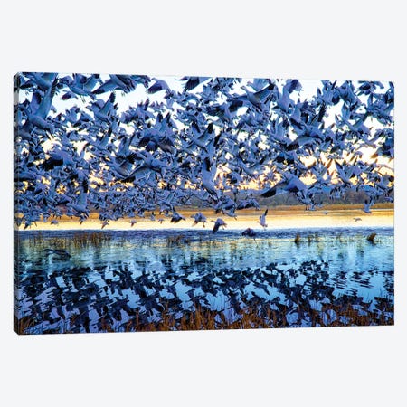 Snow Geese Bosque Del Apache National Wildlife Refuge NM Canvas Print #OLE268} by OLena Art Art Print