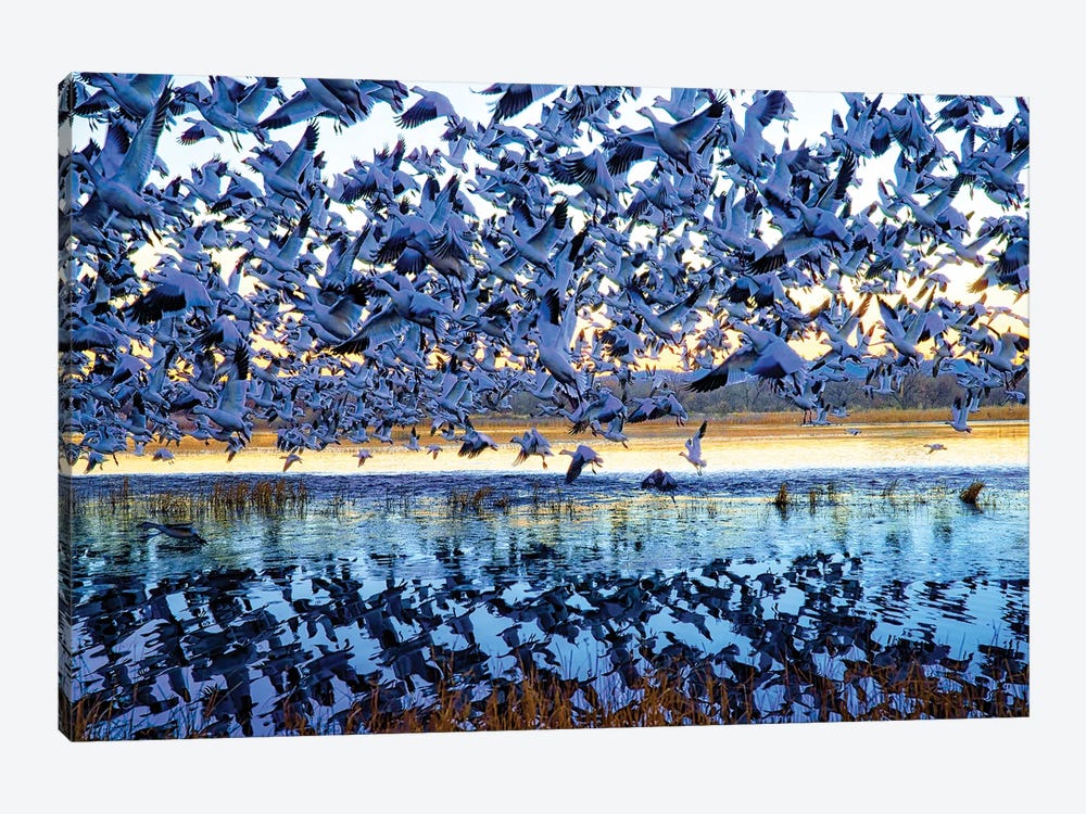 Snow Geese Bosque Del Apache National Wildlife Refuge NM by OLena Art 1-piece Canvas Artwork