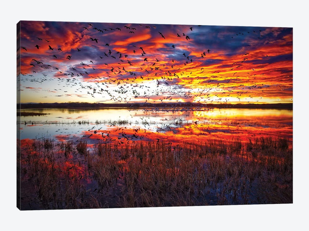Snow Geese At Sunrise Bosque Del Apache National Wildlife Refuge by OLena Art 1-piece Canvas Art Print