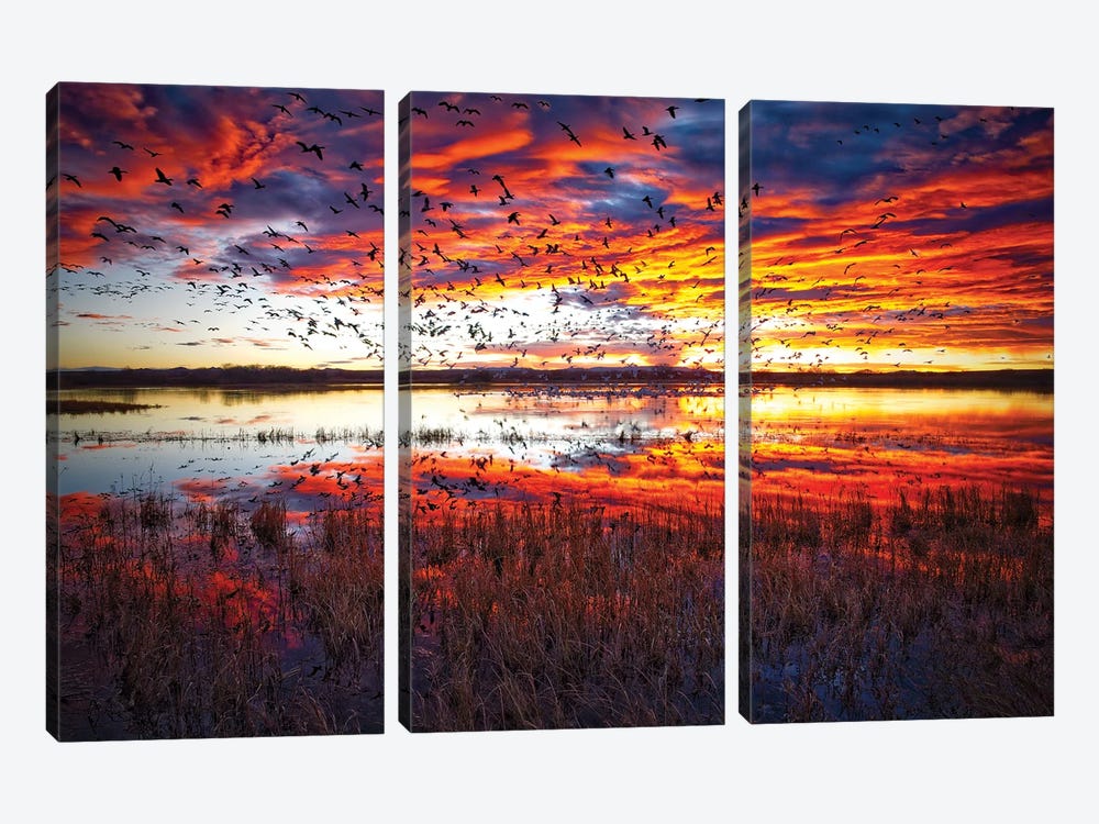 Snow Geese At Sunrise Bosque Del Apache National Wildlife Refuge by OLena Art 3-piece Canvas Art Print