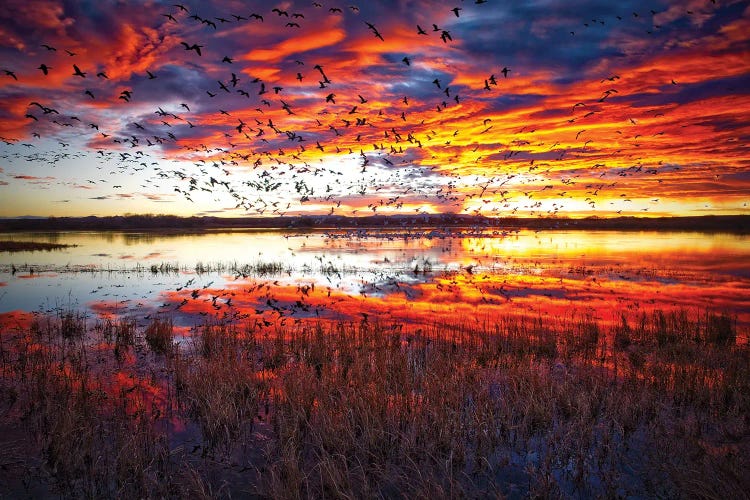 Snow Geese At Sunrise Bosque Del Apache National Wildlife Refuge