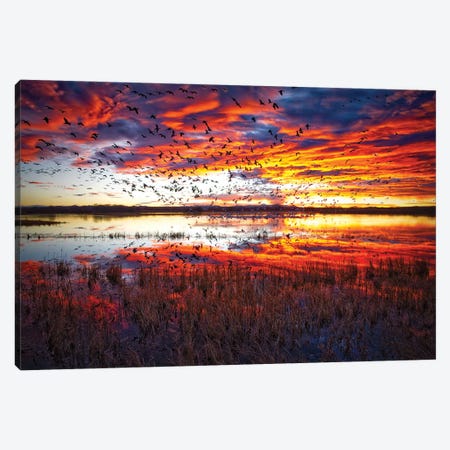 Snow Geese At Sunrise Bosque Del Apache National Wildlife Refuge Canvas Print #OLE269} by OLena Art Art Print