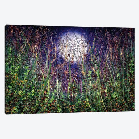Moonlight Over Honey Meadows Canvas Print #OLE279} by OLena Art Canvas Wall Art