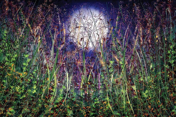 OLena Art: Moonlight Over Honey Meadows by OLena Art