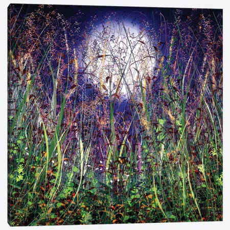 Moonlight Shadows Over Honey Meadow Flowers Canvas Print #OLE280} by OLena Art Canvas Print
