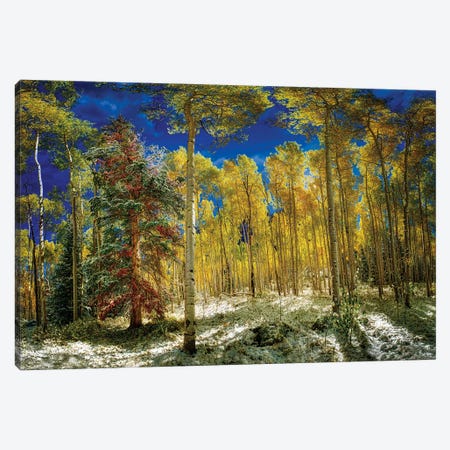 Aspen Trees Covered In Snow In Autumn Canvas Print #OLE296} by OLena Art Canvas Print
