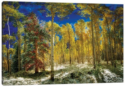 Aspen Trees Covered In Snow In Autumn Canvas Art Print - OLena art