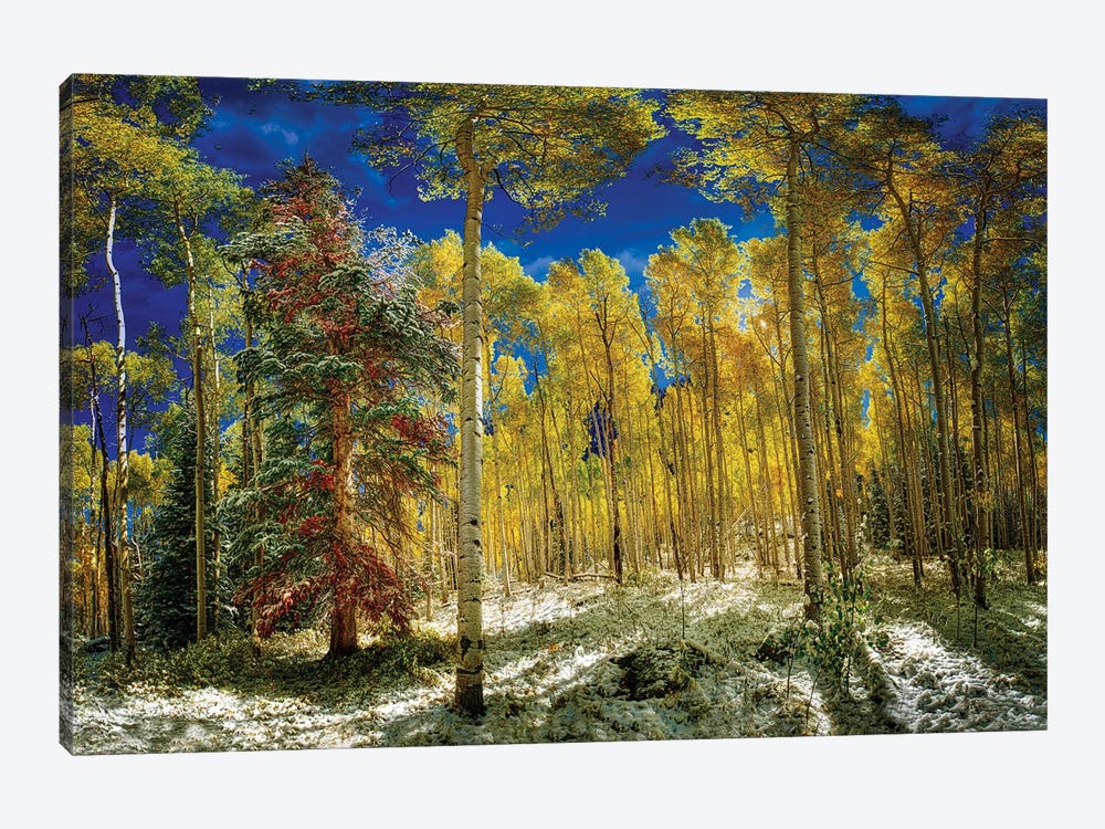 Aspen Trees Covered In Snow In Autumn by OLena Art 1-piece Canvas Print