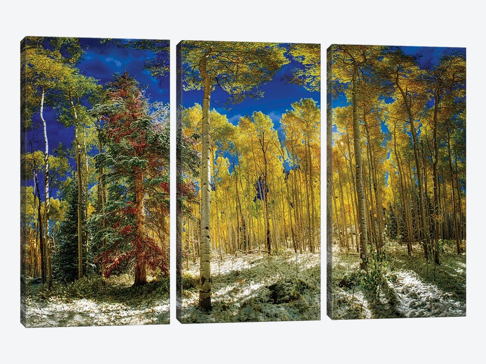 Aspen Trees Covered In Snow In Autumn by OLena Art 3-piece Canvas Art Print