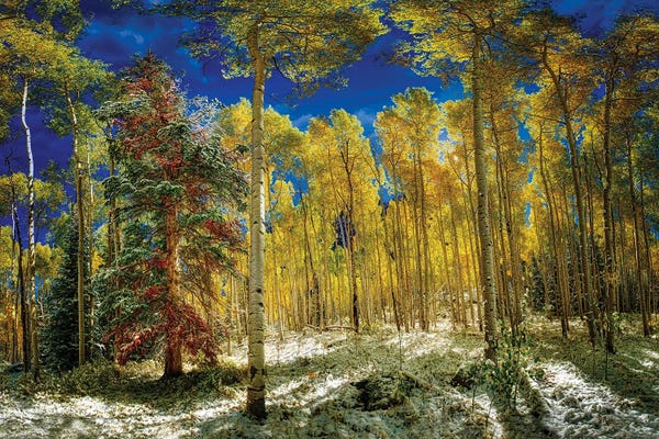 Aspen Trees: Aspen Trees Covered In Snow In Autumn by OLena Art