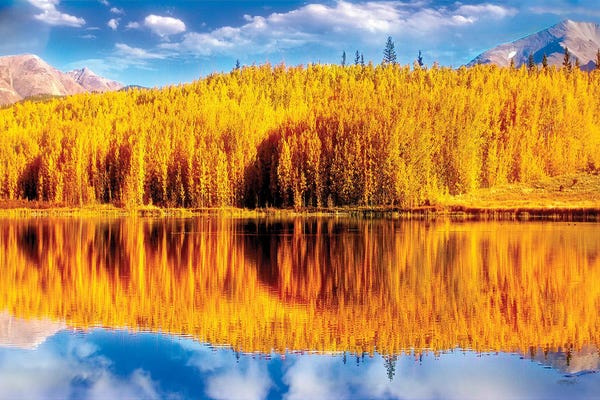 Reflections Of Golden Aspen Trees Over A Fairplay, Colorado Autumn Scene