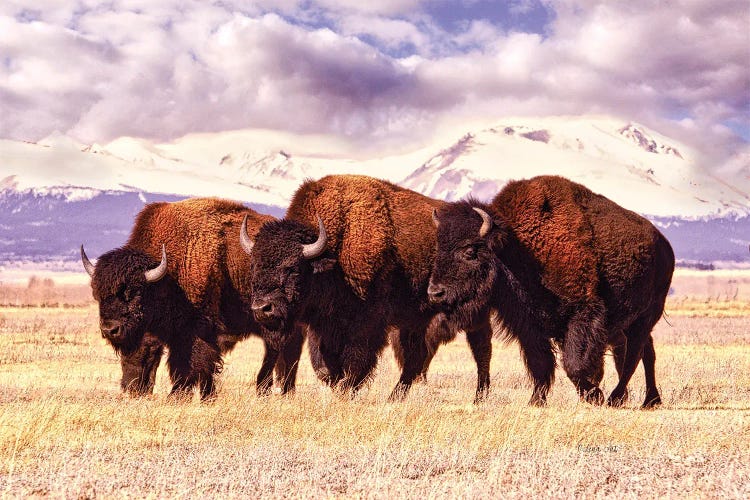 Three Bison Grazing In A Field In Colorado