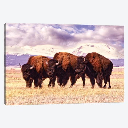 Three Bison Grazing In A Field In Colorado Canvas Print #OLE308} by OLena Art Canvas Wall Art