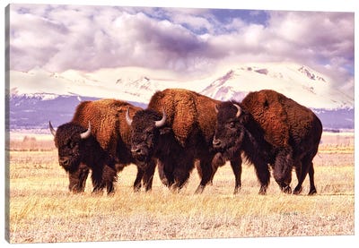 Three Bison Grazing In A Field In Colorado Canvas Art Print - Colorado Art