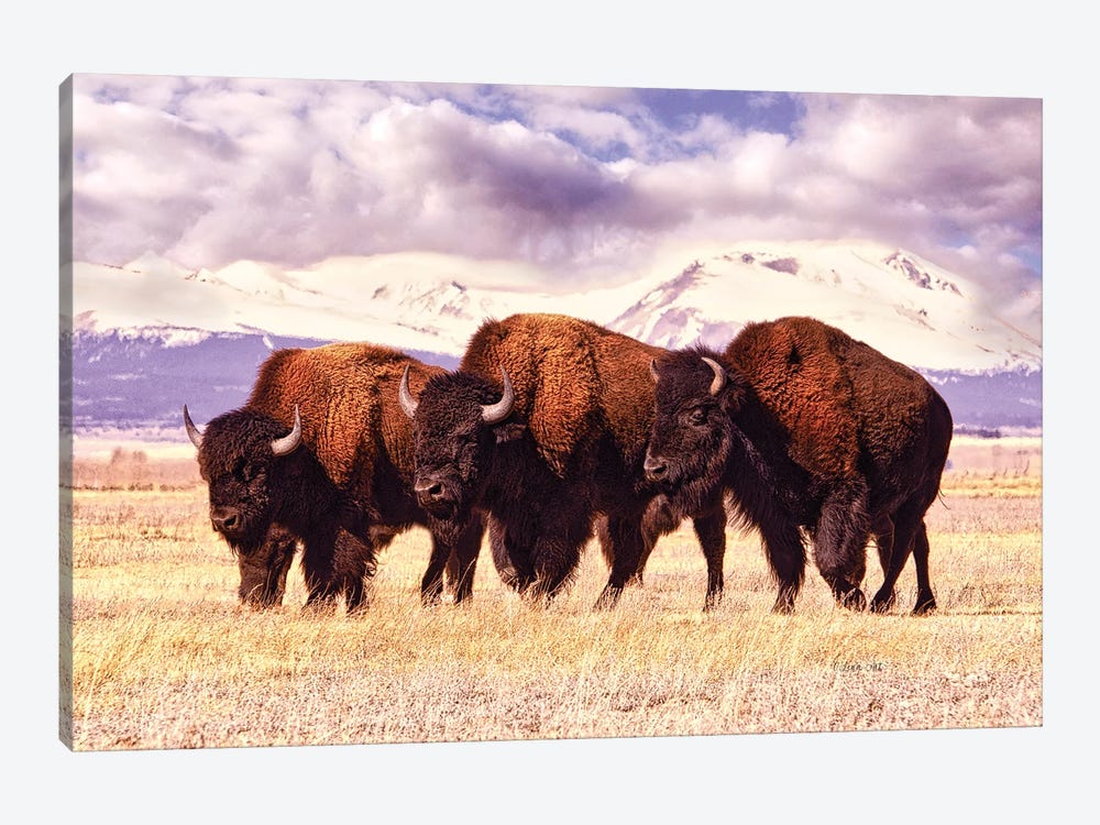 Three Bison Grazing In A Field In Colorado by OLena Art 1-piece Canvas Art Print