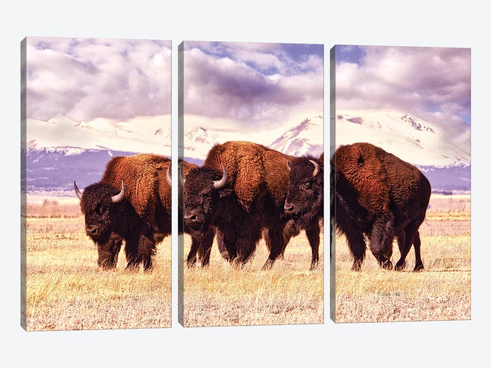Three Bison Grazing In A Field In Colorado by OLena Art 3-piece Art Print