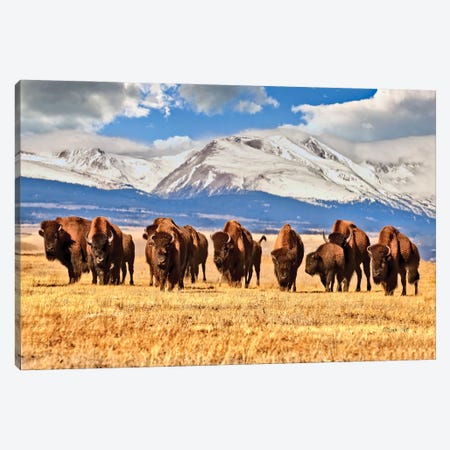 American Bison Grazing In A Field In Colorado Canvas Print #OLE309} by OLena Art Canvas Art