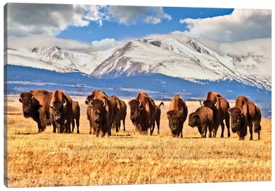 American Bison Grazing In A Field In Colorado Canvas Art Print - Colorado Art