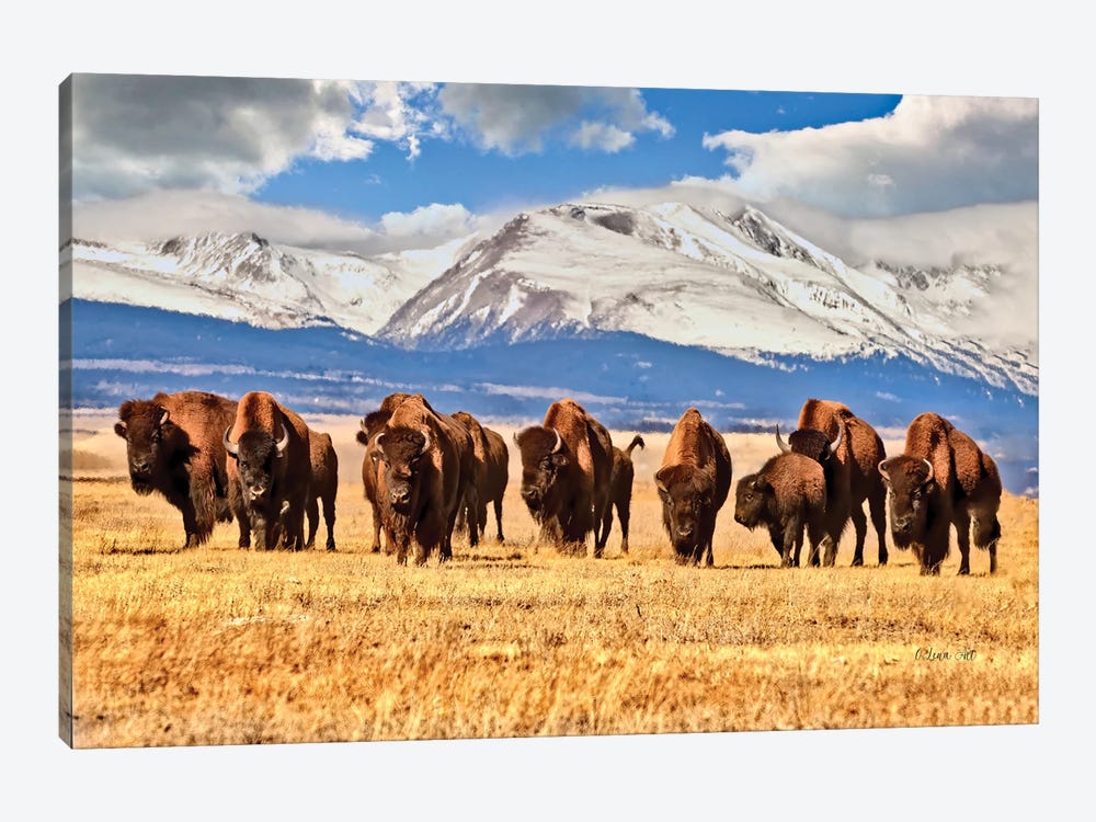 American Bison Grazing In A Field In Colorado by OLena Art 1-piece Canvas Wall Art