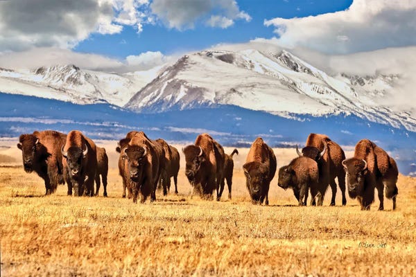OLena Art: American Bison Grazing In A Field In Colorado by OLena Art