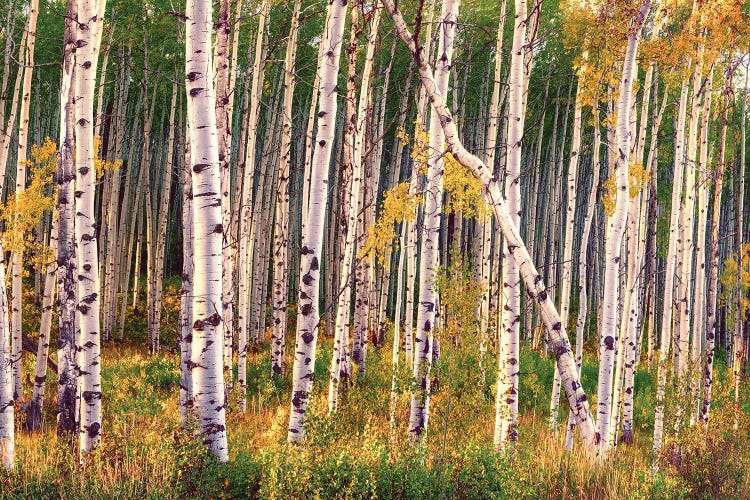 Aspen Grove In Autumn Diptych II