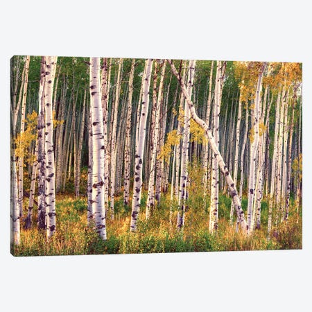 Aspen Grove In Autumn Diptych II Canvas Print #OLE331} by OLena Art Canvas Art Print