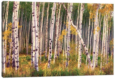 Aspen Grove In Autumn Diptych II Canvas Art Print - OLena art