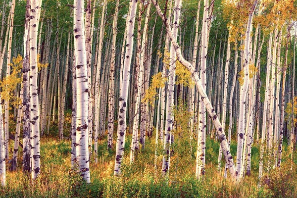 OLena Art: Aspen Grove In Autumn Diptych II by OLena Art