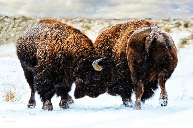 American Bison In A Fight During A Snowstorm.