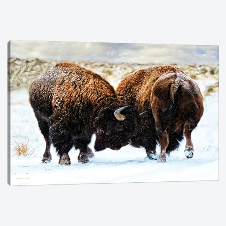 American Bison In A Fight During A Snowstorm. Canvas Print #OLE333} by OLena Art Canvas Print